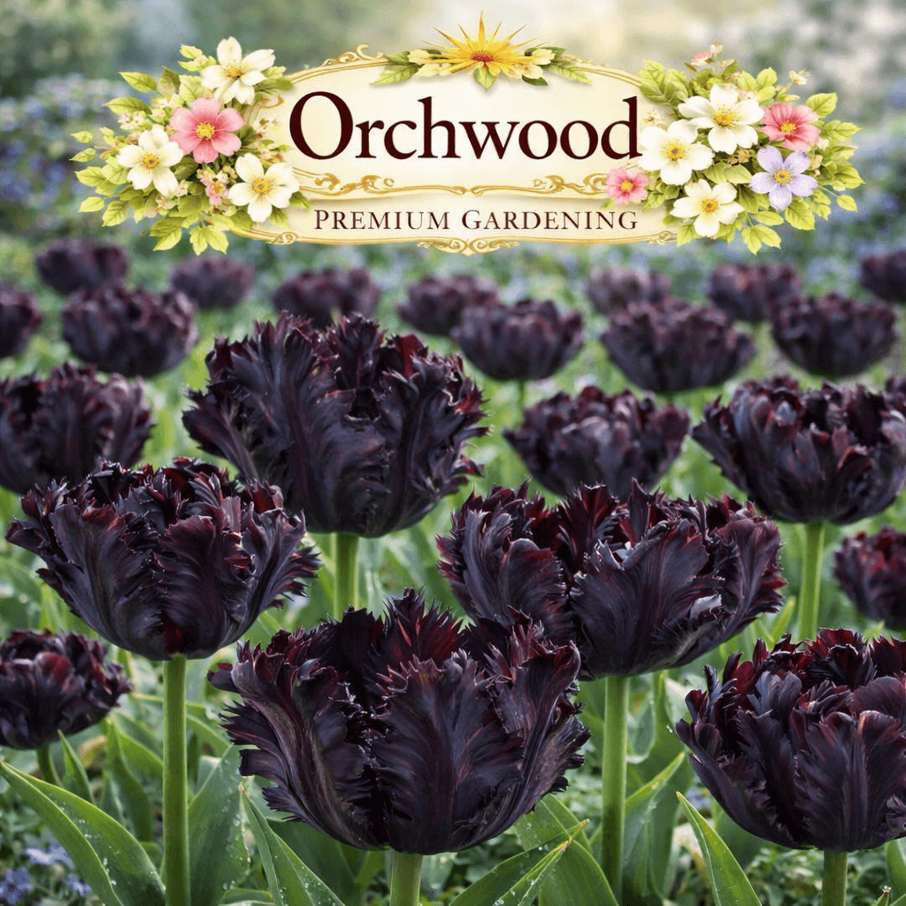 Black parrot tulip