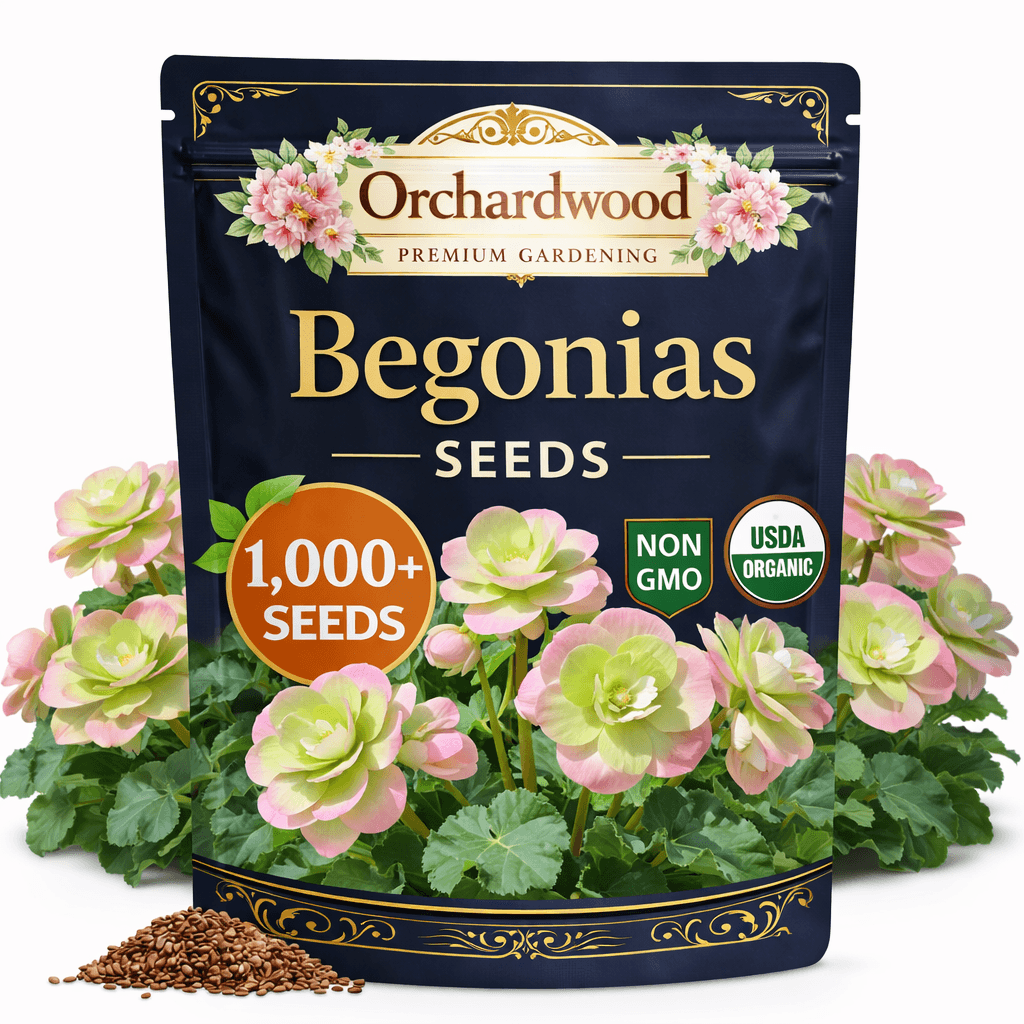 Pink Begonia seed packet