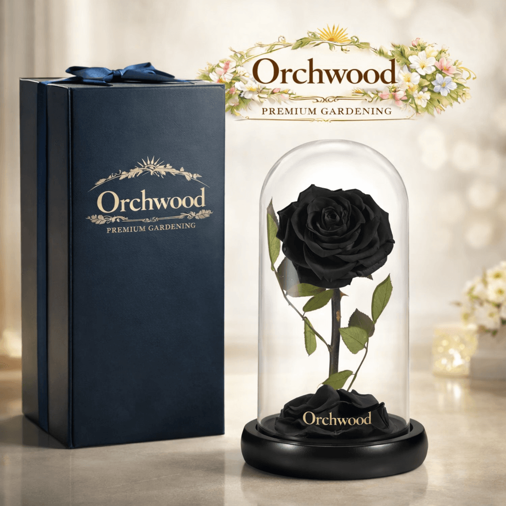 Black Eternal Rose Dome