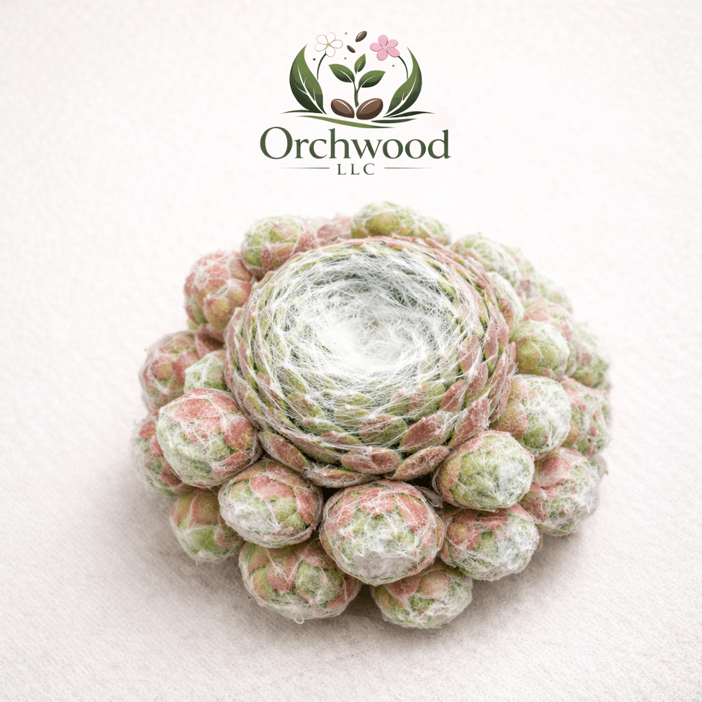 Cobweb Houseleek succulent