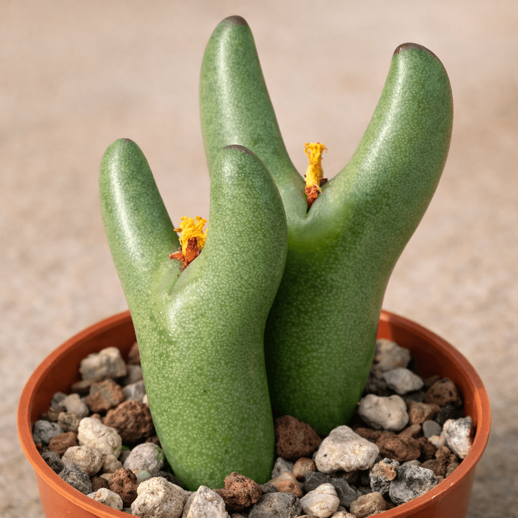 Conophytum Bilobum succulent in pot