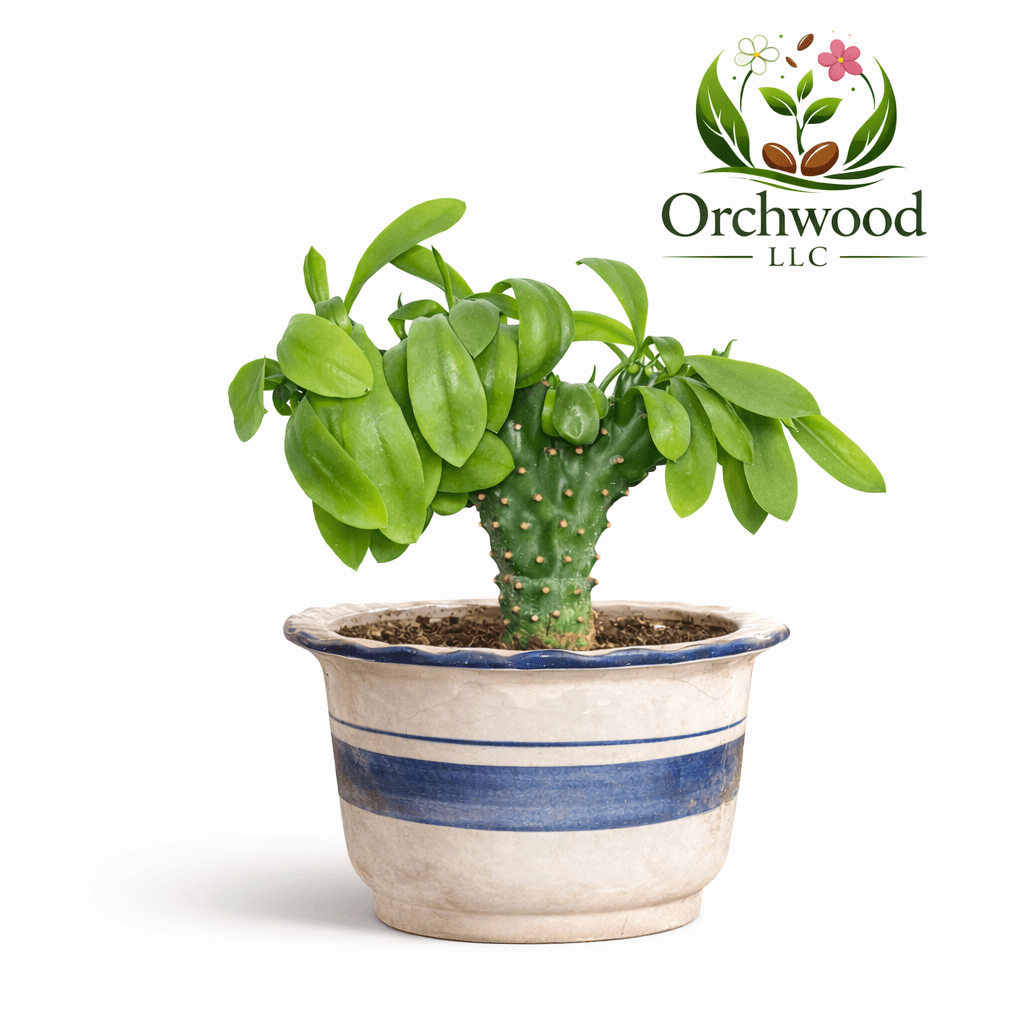 Crested Euphorbia succulent