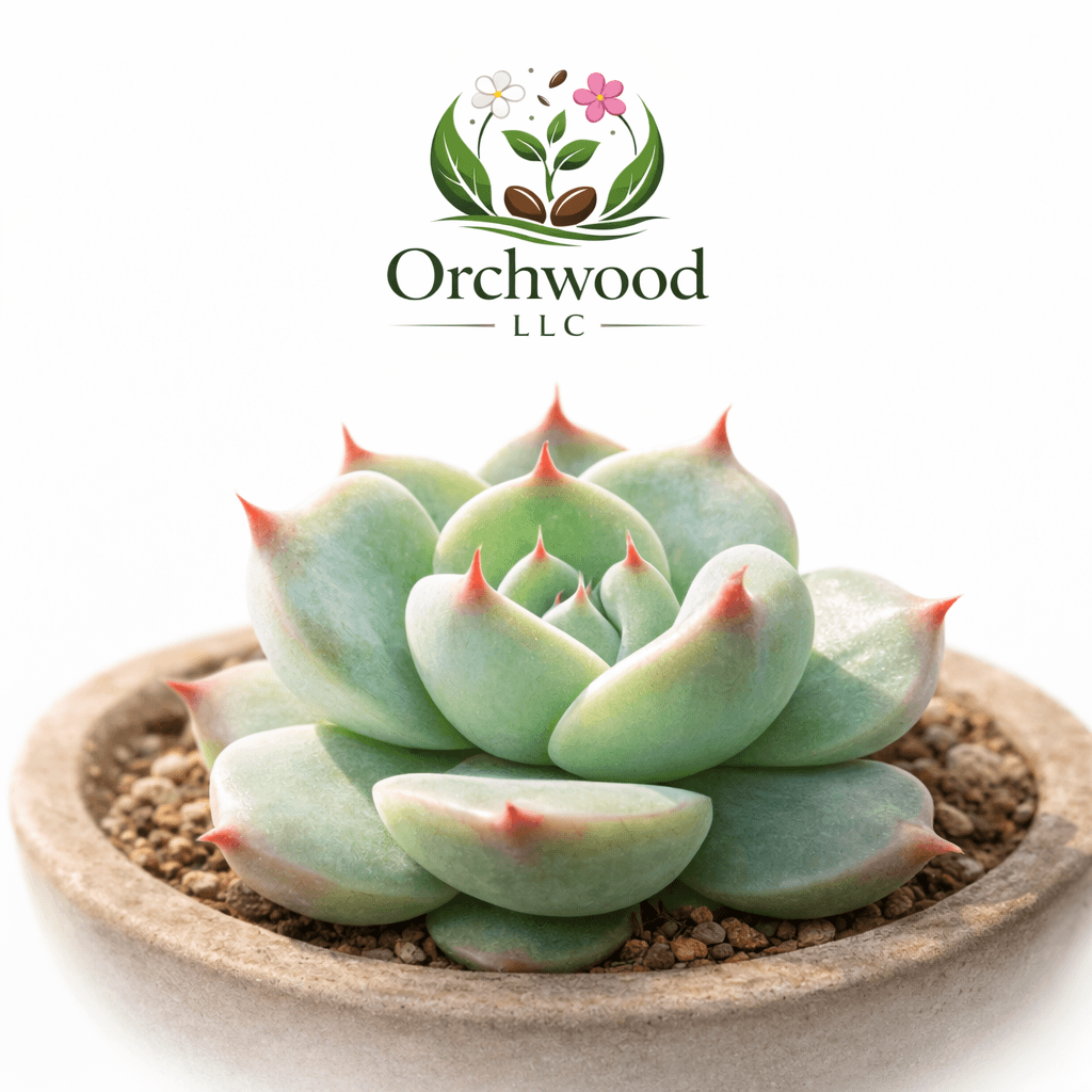 Echeveria Chihuahuaensis succulent