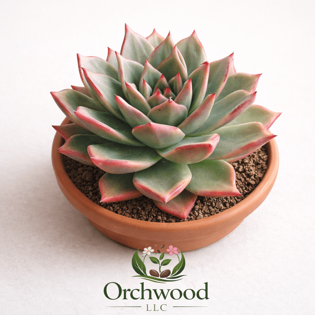 Echeveria Orion succulent