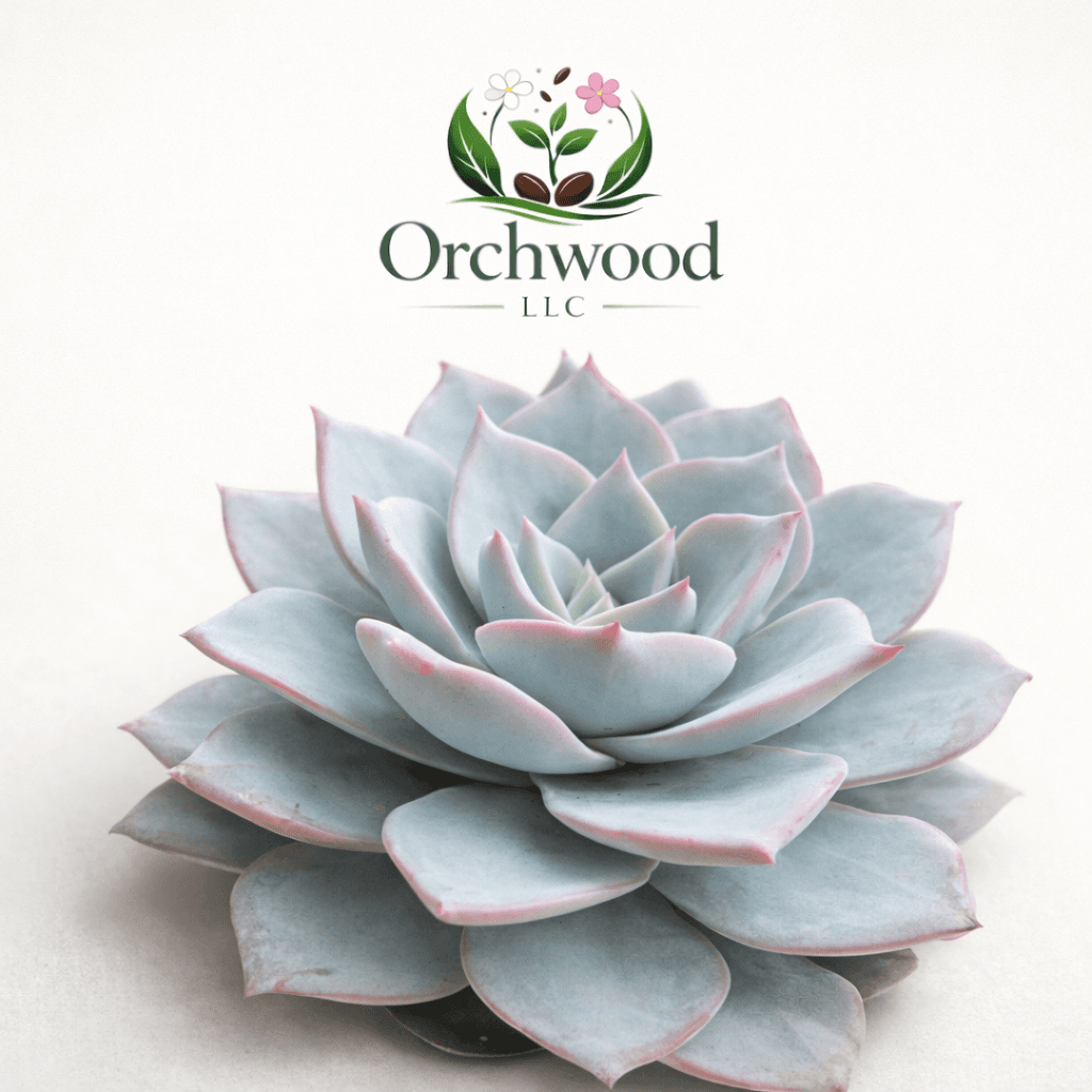 Echeveria Peacockii succulent
