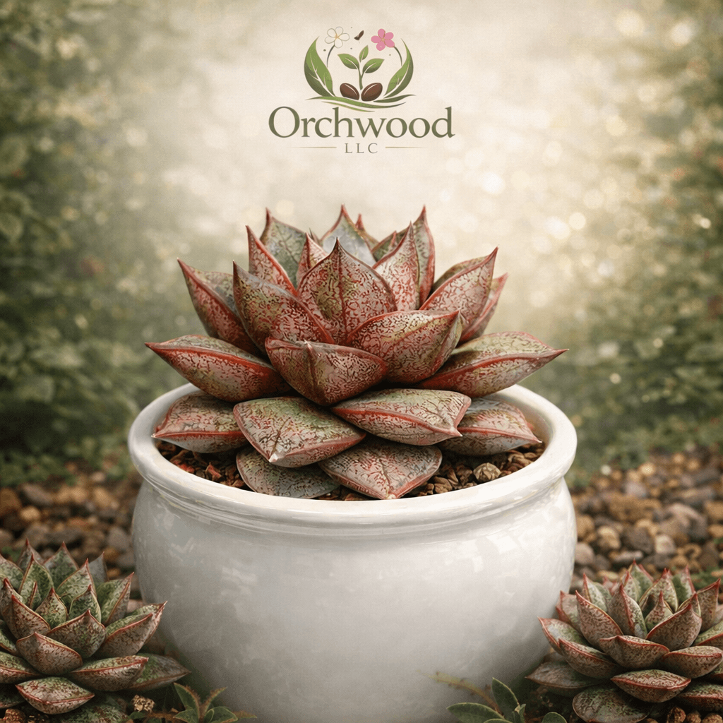 Echeveria Purpusorum succulent