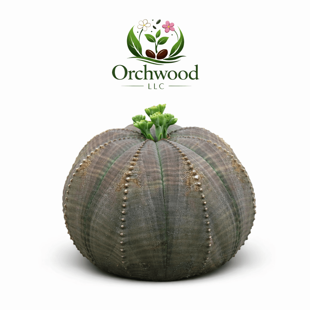 Euphorbia Care Guide: Euphorbia Obesa & Crested Euphorbia