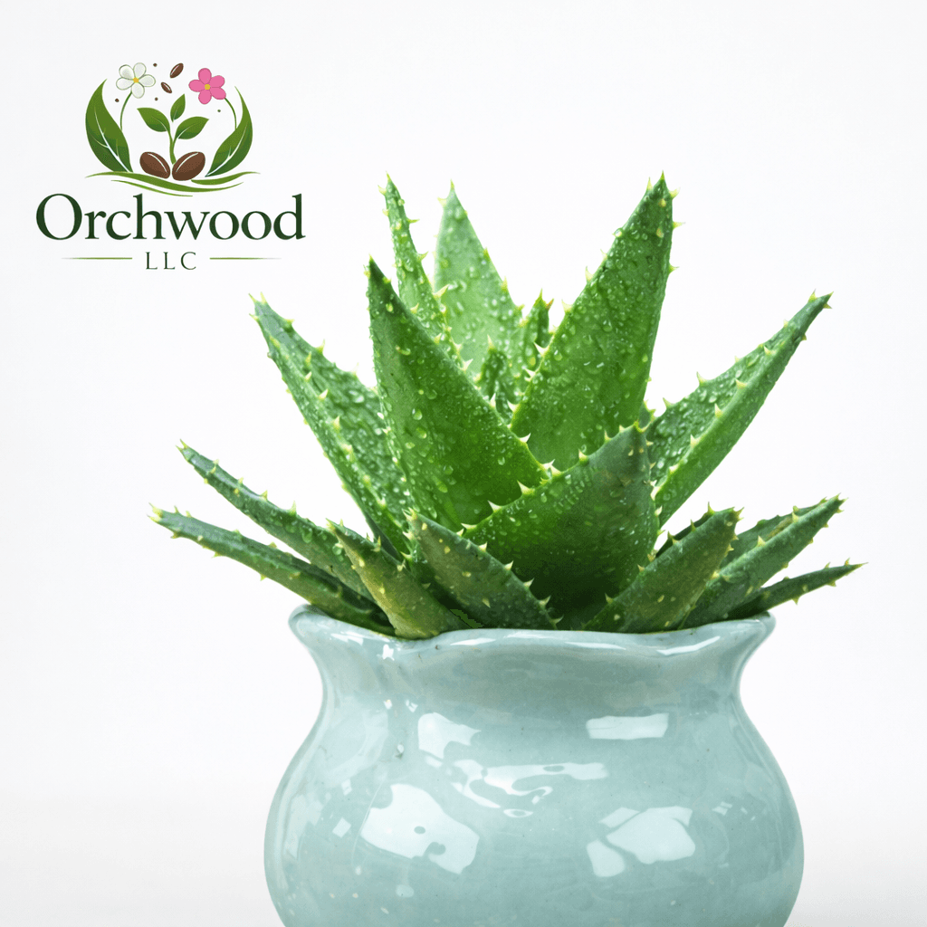 Gold-tooth Aloe succulent