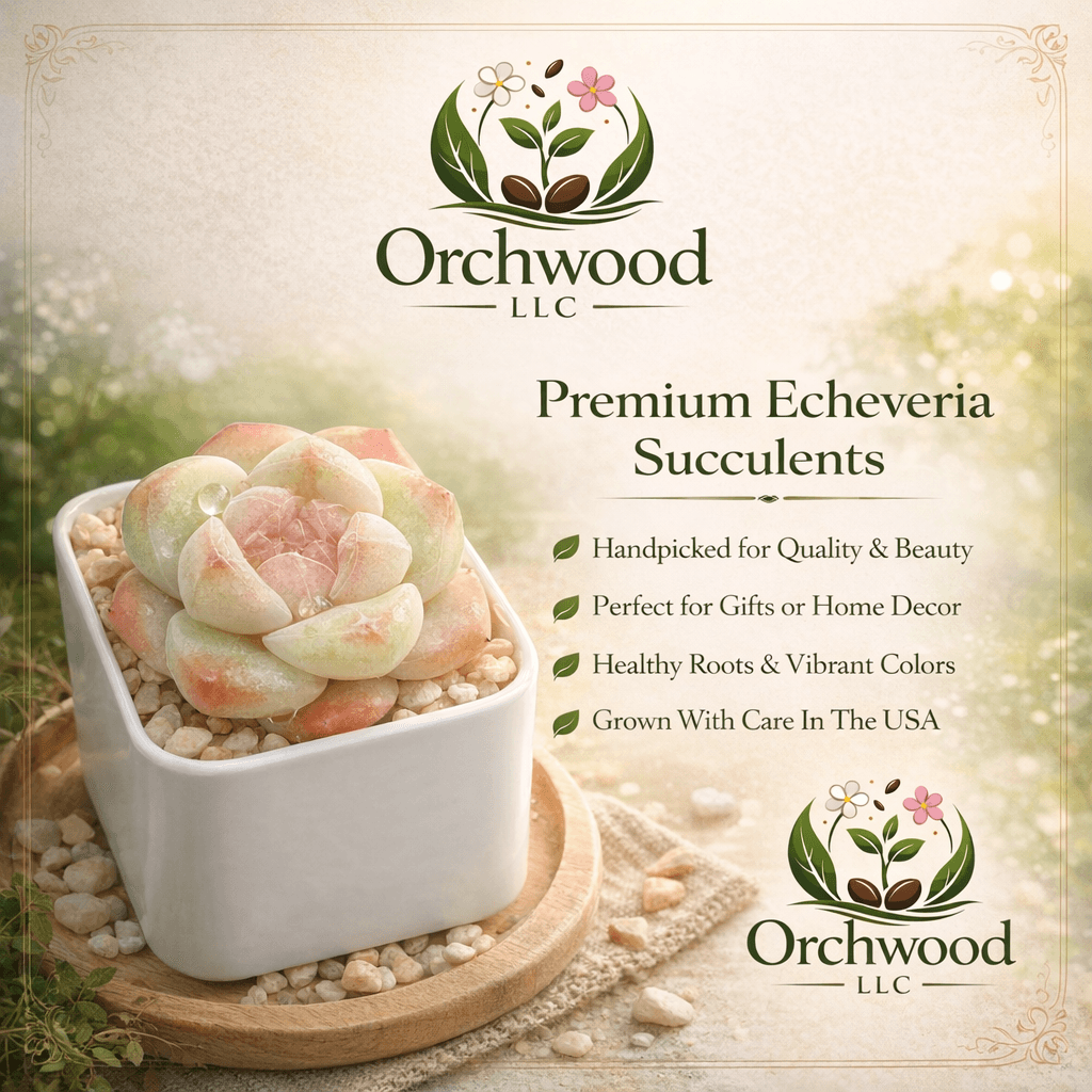 Ice Green Echeveria succulent
