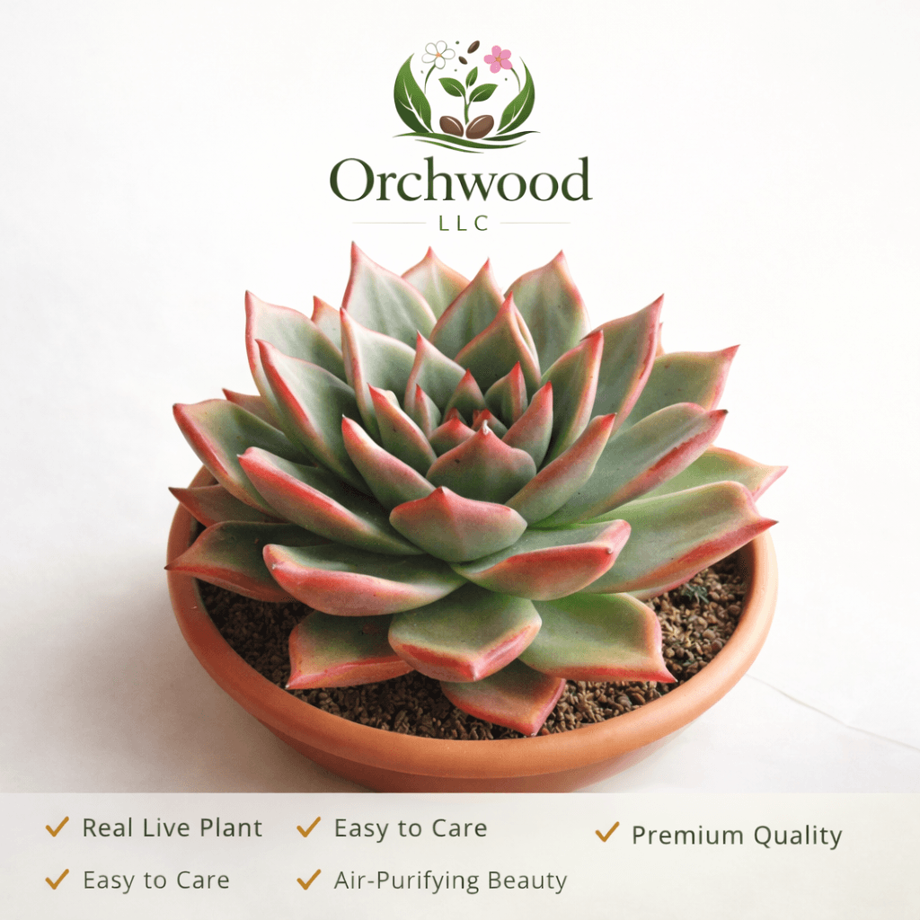 Molded Wax Agave succulent