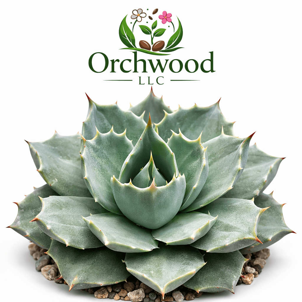 Queen Victoria Agave succulent