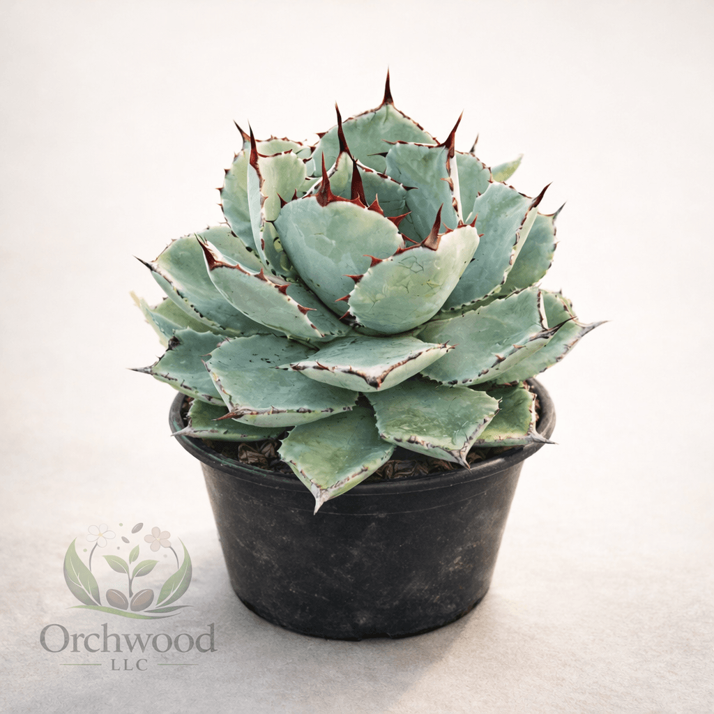 Shiroshima Agave succulent